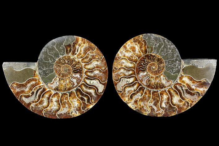 Cut & Polished Ammonite Fossil - Agatized #88416